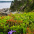 Blue flag iris flower at Atlantic coast stock photo © elenaphoto