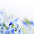 Frühlingsblumen · floral · erste · Blume · Blumen - stock foto © elenaphoto