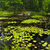 lilia · jezioro · wody · lilie · powierzchnia - zdjęcia stock © elenaphoto
