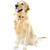 golden · retriever · kutya · díszállat · ül · izolált · fehér - stock fotó © elenaphoto