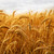 trigo · dourado · crescente · fazenda · campo · natureza - foto stock © elenaphoto