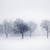 invierno · árboles · niebla · sin · hojas · nieve - foto stock © elenaphoto