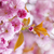 розовый · весны · Cherry · Blossom · цветы - Сток-фото © elenaphoto