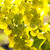 żółty · winogron · rozwój · winorośli · jasne · słońca - zdjęcia stock © elenaphoto