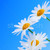 Daisy · fleurs · bleu · rangée · bleu · clair · ciel - photo stock © elenaphoto