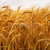 tarwe · gouden · groeiend · boerderij · veld · natuur - stockfoto © elenaphoto