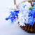 primo · fiori · di · primavera · blu · bouquet · primo · piano · Pasqua - foto d'archivio © elenaphoto