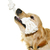 golden · retriever · kutya · harap · kötél · játék · játékos - stock fotó © elenaphoto