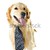 golden · retriever · kutya · visel · nyakkendő · vicces · izolált - stock fotó © elenaphoto