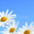 Daisy · fleurs · bleu · macro · bleu · clair · ciel - photo stock © elenaphoto