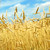 Grain field stock photo © elenaphoto
