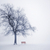 Winter · Baum · Nebel · neblig - stock foto © elenaphoto
