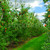 pomar · de · macieiras · vermelho · maduro · maçãs · árvores · blue · sky - foto stock © elenaphoto