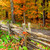 cădea · pădure · scenic · vedere · colorat - imagine de stoc © elenaphoto