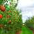 pomar · de · macieiras · vermelho · maduro · maçãs · árvores · comida - foto stock © elenaphoto