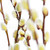 primavera · bichano · páscoa · salgueiro · isolado - foto stock © elenaphoto
