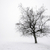 invierno · árbol · niebla · brumoso · sin · hojas - foto stock © elenaphoto