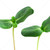 Green sprouts stock photo © elenaphoto