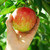 maçã · mão · maçã · vermelha · apple · tree - foto stock © elenaphoto