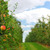 pomar · de · macieiras · vermelho · maduro · maçãs · maçã · árvores - foto stock © elenaphoto