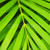 Palm tree leaves stock photo © elenaphoto