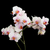 alb · orhidee · negru · orhidee - imagine de stoc © Epitavi