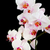 alb · orhidee · negru · ramură · orhidee · floare - imagine de stoc © Epitavi