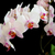 alb · orhidee · negru · ramură · orhidee · floare - imagine de stoc © Epitavi