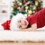 Cute boy laying in front of Chrismas tree stock photo © erierika