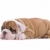 bulldog · cucciolo · cute · isolato · bianco · triste - foto d'archivio © eriklam
