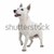 branco · terrier · cão · isolado · mamífero - foto stock © eriklam