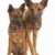two Belgian Shepherd Dog (Malinois)puppies stock photo © eriklam
