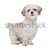 gemischte · Rasse · Hund · weiß - stock foto © eriklam