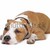 American Staffordshire Terrier stock photo © eriklam
