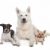 chihuahua,white shepherd and a jack russel terrier stock photo © eriklam