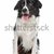 atlas · montanha · cão · branco - foto stock © eriklam
