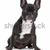 preto · e · branco · francês · buldogue · branco · cão · animal - foto stock © eriklam