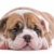 bulldog · cucciolo · cute · isolato · bianco - foto d'archivio © eriklam