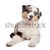 avustralya · çoban · beyaz · köpek · hayvan · köpek · yavrusu - stok fotoğraf © eriklam