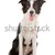 Border · Collie · Schäferhund · isoliert · weiß · Hund · Grenze - stock foto © eriklam