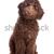 Labradoodle puppy stock photo © eriklam