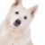 fehér · juhász · kutya · portré · díszállat · fehér · háttér - stock fotó © eriklam