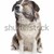 atlas · montanha · cão · branco - foto stock © eriklam