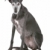 Old greyhound stock photo © eriklam