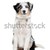 mixto · raza · perro · blanco · mascota · mamífero - foto stock © eriklam