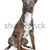 belga · juhászkutya · kutya · fehér · állat · barna · bent - stock fotó © eriklam