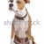 American Staffordshire Terrier  stock photo © eriklam