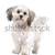 vegyes · fajta · kutya · fehér · díszállat · emlős - stock fotó © eriklam