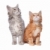 Maine · kittens · witte · groep · dier · oor - stockfoto © eriklam