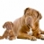 Erwachsenen · Welpen · weiß · Familie · Hund - stock foto © eriklam